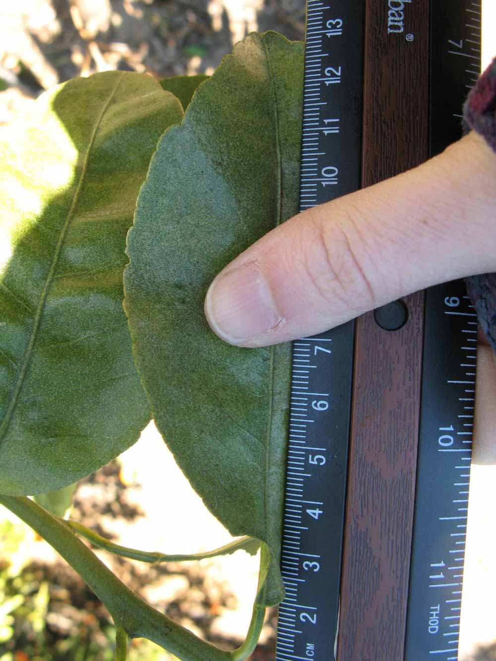              Unifoliolate leaf (Winter Haven, FL)       